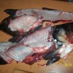 Купим рыбные отходы просрочку неликвид много