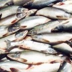 Куплю рыбные отходы в Астрахани с любых регионов россии. цена - 4 р. кг